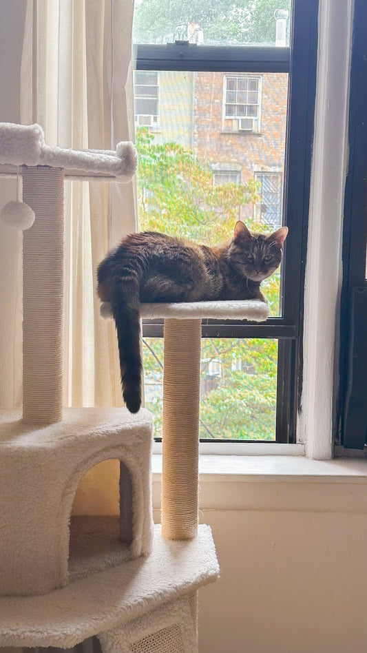 Creating a Cozy Cat Corner That Fits Your Aesthetic