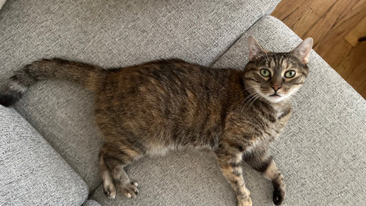 Peace of Mind: Preparing Your Cat and Home Before You Travel