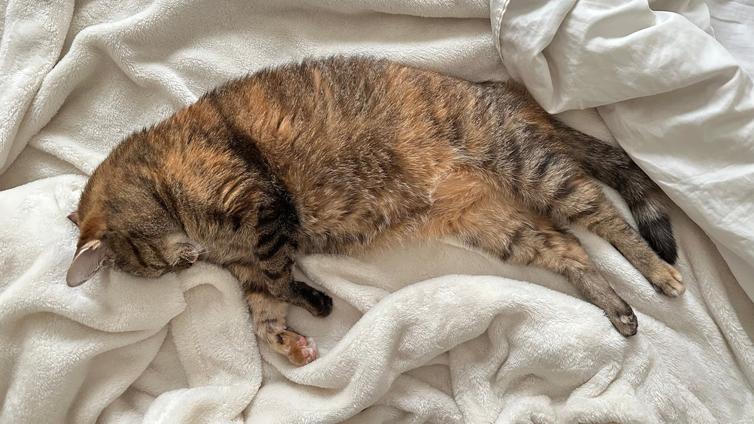 How to Stop the Mealtime Meows: Tech Tips for a Peaceful Home