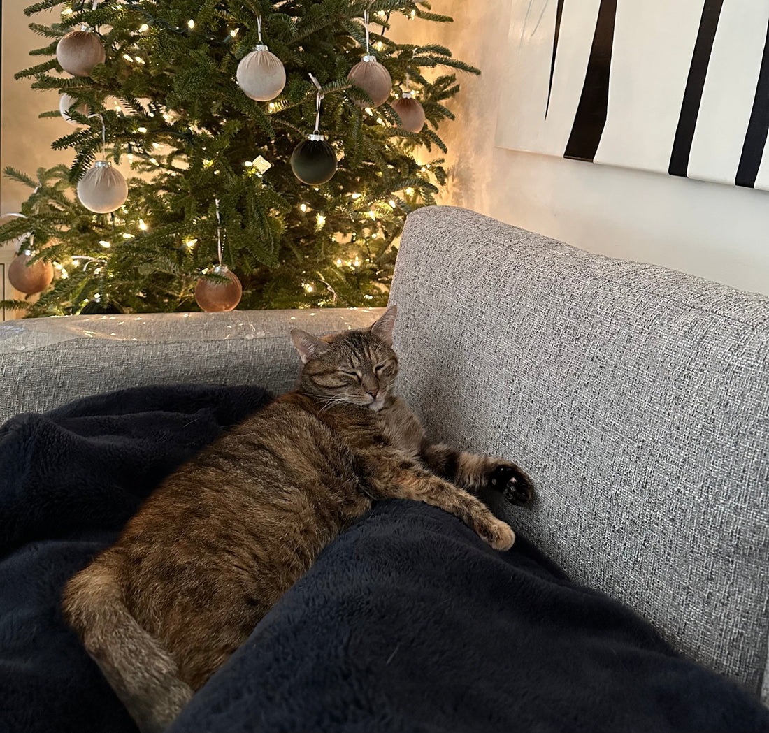 Last-Minute Gift Guide: Thoughtful Picks for Everyone (Including Your Cat!)