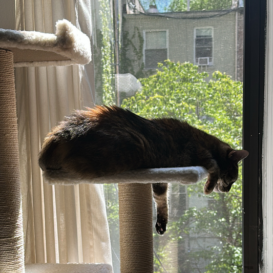 5 Spring Reset Tips for Cat Homes