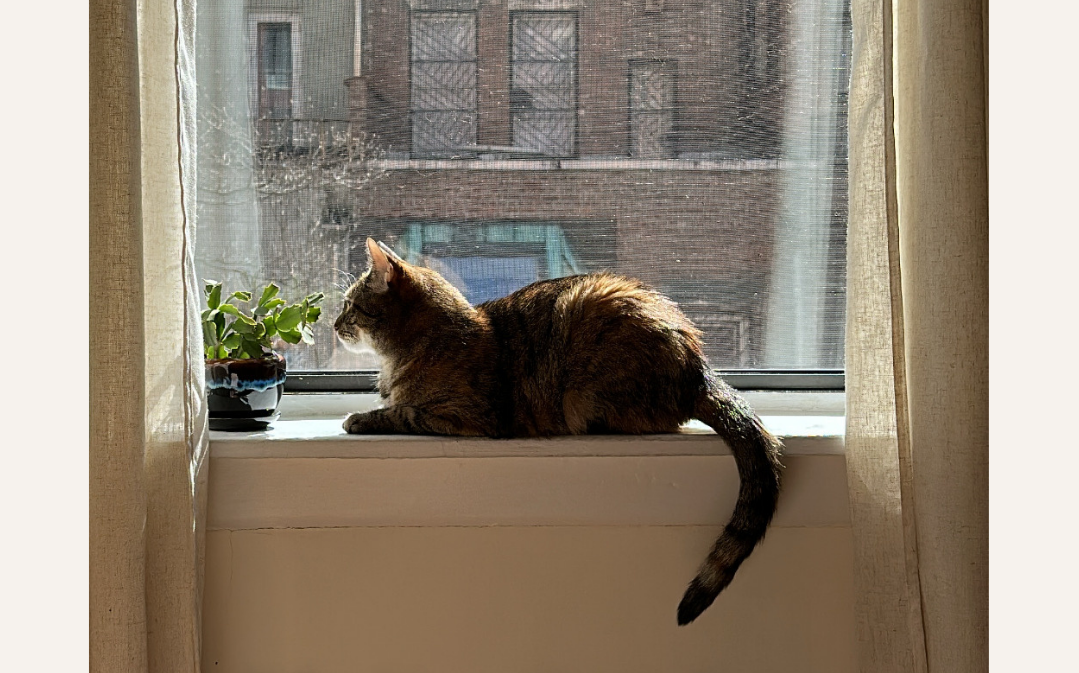 Why Your Cat is Extra Playful in Spring & Tips to Channel That Energy