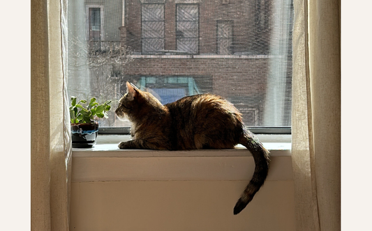 Why Your Cat is Extra Playful in Spring & Tips to Channel That Energy